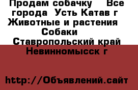 Продам собачку  - Все города, Усть-Катав г. Животные и растения » Собаки   . Ставропольский край,Невинномысск г.